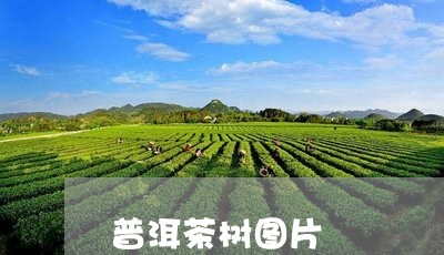 普洱茶树图片/2023042958731