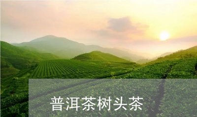 普洱茶树头茶/2023042635489