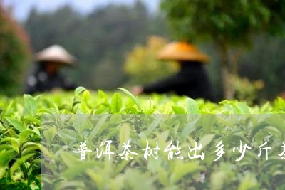 普洱茶树能出多少斤茶/2023092817681