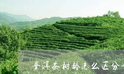 普洱茶树龄怎么区分普洱茶多大/2023053016138