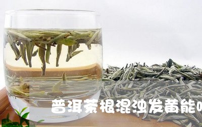 普洱茶根混浊发黄能喝吗/2023110797159