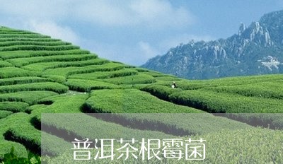 普洱茶根霉菌/2023042636289