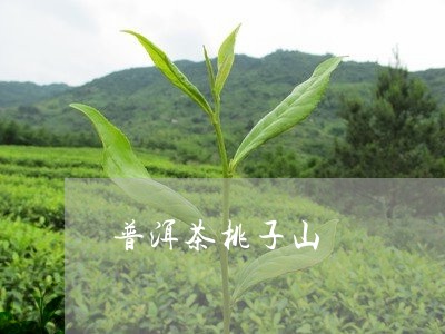 普洱茶桃子山/2023042817762