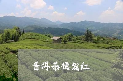 普洱茶梗发红/2023042645633