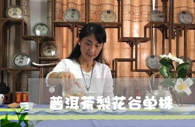 普洱茶梨花谷单株/2023120456351