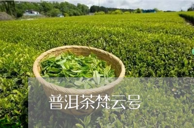 普洱茶梵云号/2023042846139