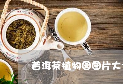 普洱茶植物园图片大全欣赏/2023112552605