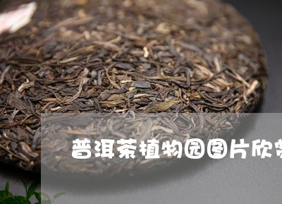 普洱茶植物园图片欣赏高清/2023112552926