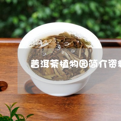 普洱茶植物园简介资料图片/2023112580727