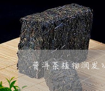 普洱茶植物润发功效与作用/2023112578382