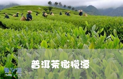 普洱茶橄榄潭/2023042692790