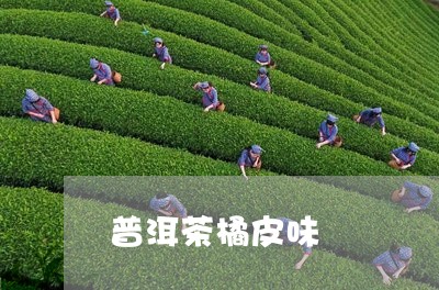 普洱茶橘皮味/2023042979953