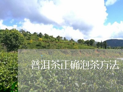 普洱茶正确泡茶方法/2023070804148