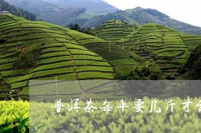 普洱茶每年要几斤才能喝/2023082502625