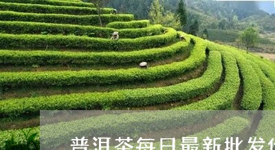 普洱茶每日最新批发价格表和图片/2023060206180