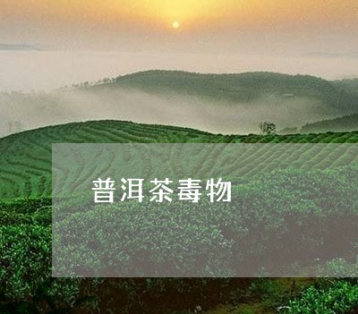 普洱茶毒物/2023090525719