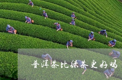 普洱茶比绿茶更好吗/2023120598392