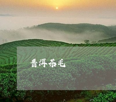 普洱茶毛/2023121890715