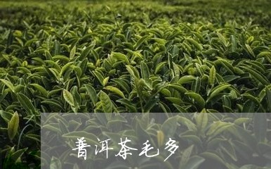 普洱茶毛多/2023090646359