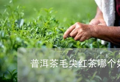 普洱茶毛尖红茶哪个好/2023062792793