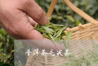 普洱茶毛尖茶/2023042841653