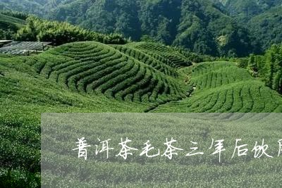 普洱茶毛茶三年后饮用/2023072207361