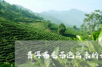 普洱茶毛茶泡出来的茶/2023100782915