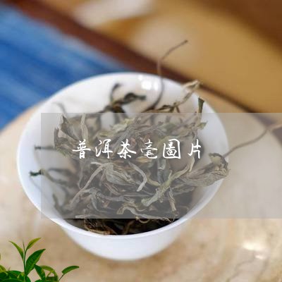 普洱茶毫图片/2023042738958