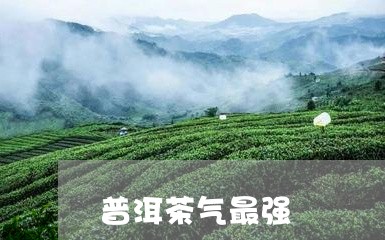 普洱茶气最强/2023042658609