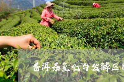 普洱茶氧化与发酵区别/2023080133157