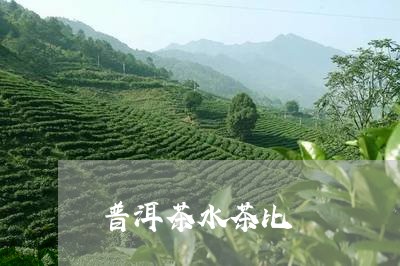 普洱茶水茶比/2023042800215