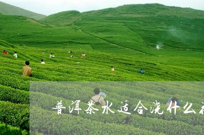 普洱茶水适合浇什么花/2023092538472