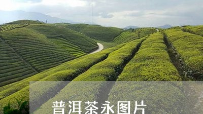 普洱茶永图片/2023042679440