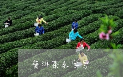 普洱茶永字号/2023042660426