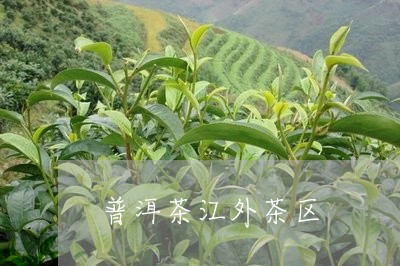 普洱茶江外茶区/2023120359481