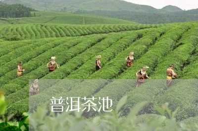 普洱茶池/2023083121795