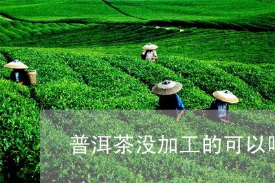 普洱茶没加工的可以喝/2023062164248