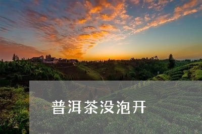 普洱茶没泡开/2023042730251