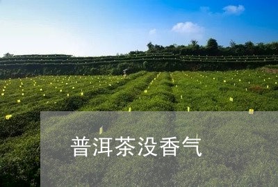 普洱茶没香气/2023091359714