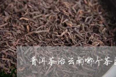 普洱茶治云南哪个茶区/2023080313049