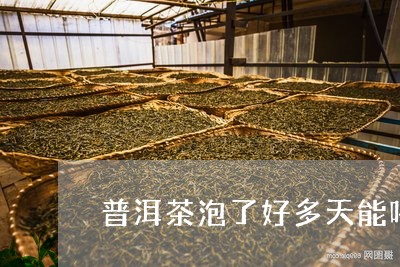 普洱茶泡了好多天能喝吗/2023082594147