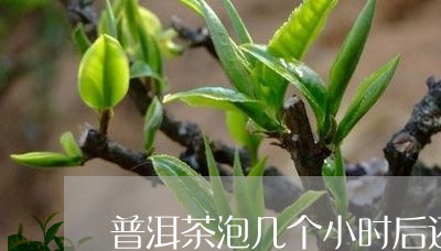 普洱茶泡几个小时后还能喝吗/2023052748615