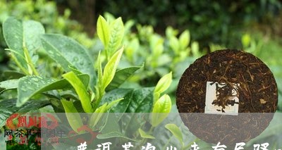 普洱茶泡出来有尿骚味/2023092728371