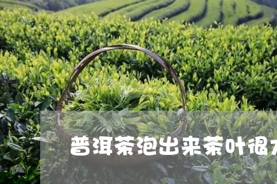 普洱茶泡出来茶叶很大/2023100819592