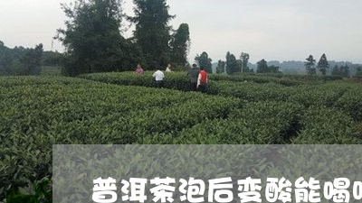 普洱茶泡后变酸能喝吗有毒吗/2023082881826