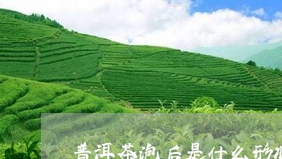 普洱茶泡后是什么形状/2023062157372