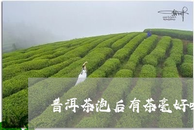 普洱茶泡后有茶毫好吗/2023100806058