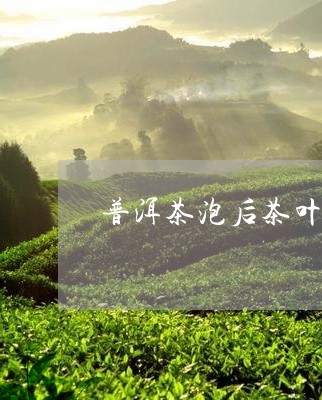 普洱茶泡后茶叶的颜色/2023073171691