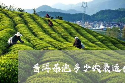 普洱茶泡多少次最适合喝/2023082594350