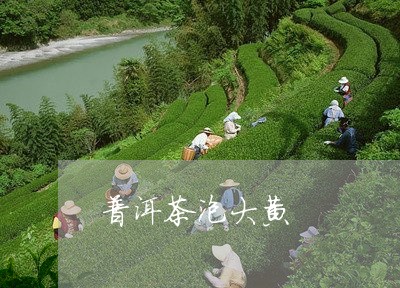 普洱茶泡大黄/2023042735094